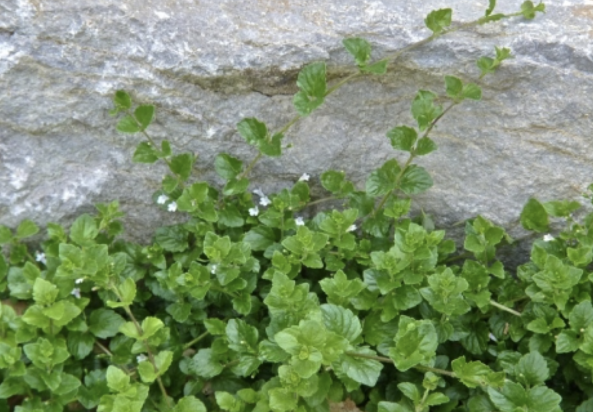 Clinopodium douglasii (Yerba Buena) -4&quot;