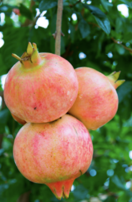 Pomegranate &#39;Eversweet&#39; - 5 gal