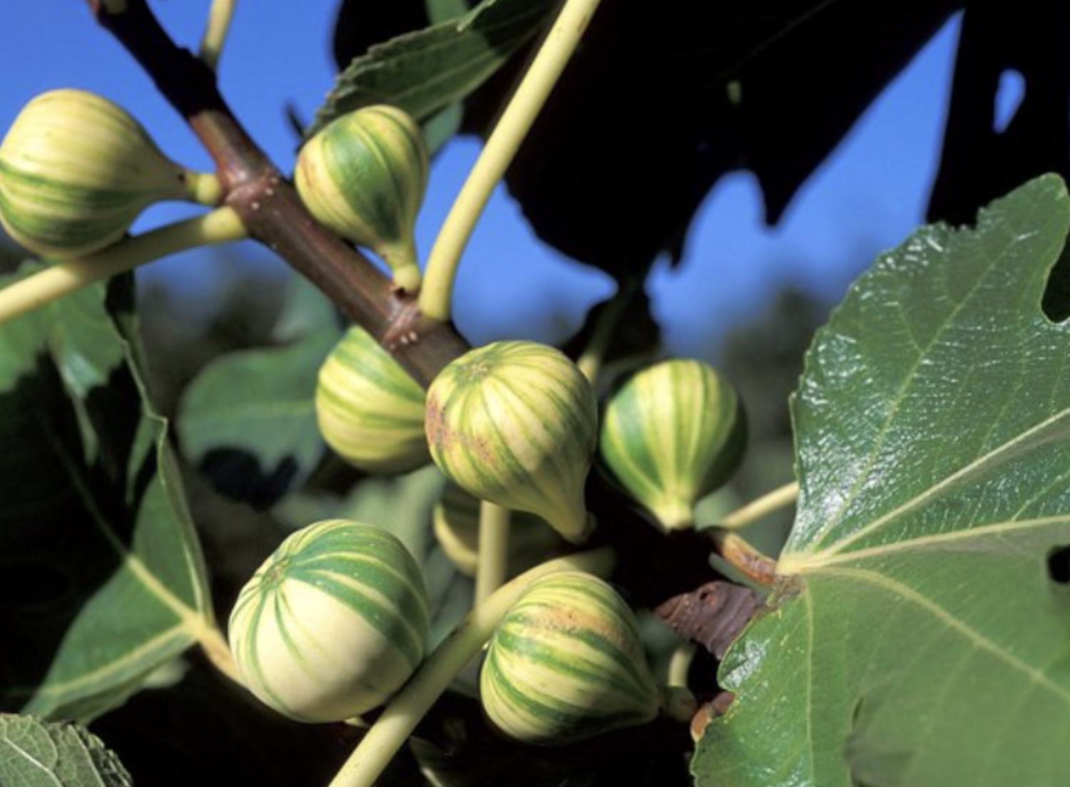 Fig &#39;Panache Tiger&#39; - 5g