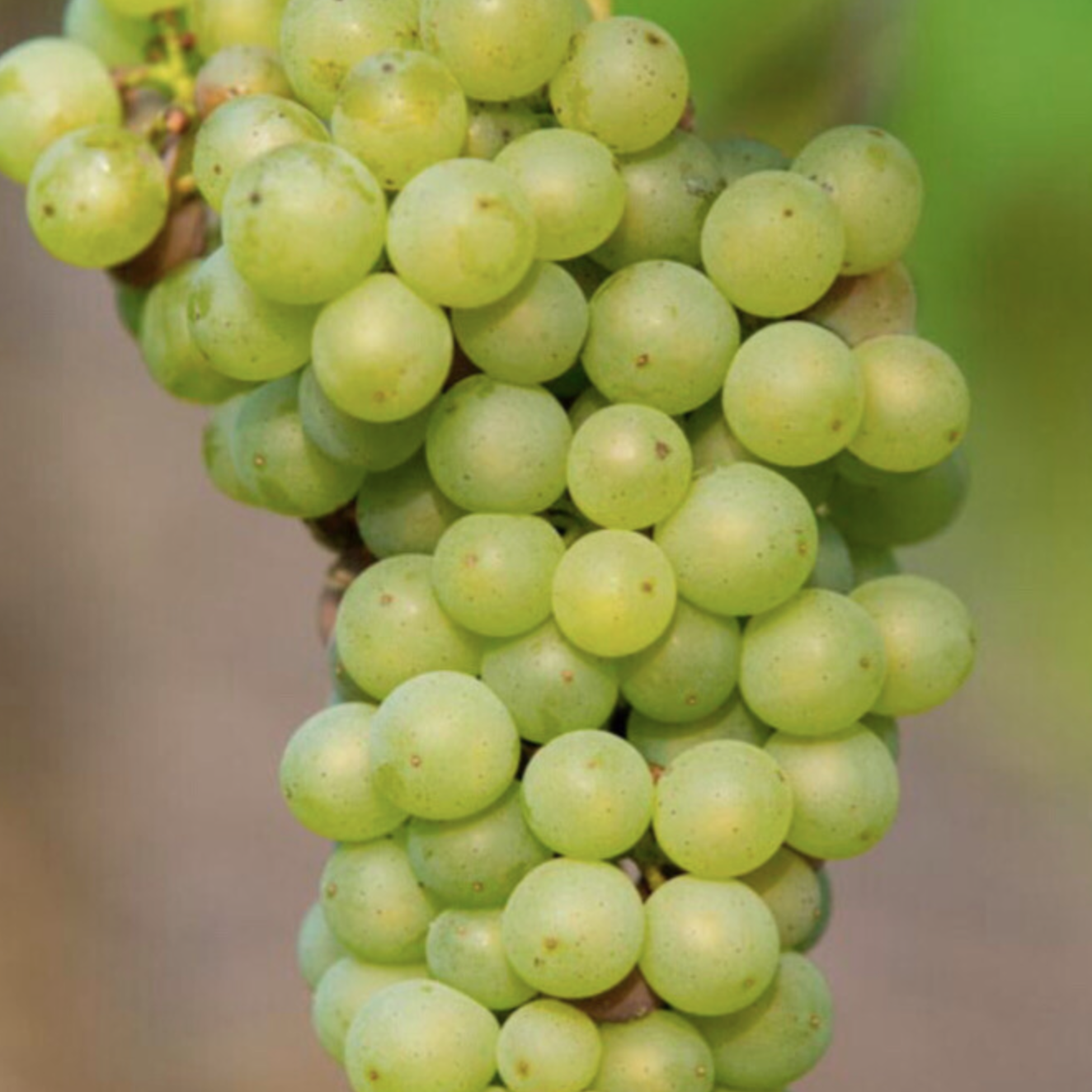 Grape &#39;Interlaken&#39;- 5g