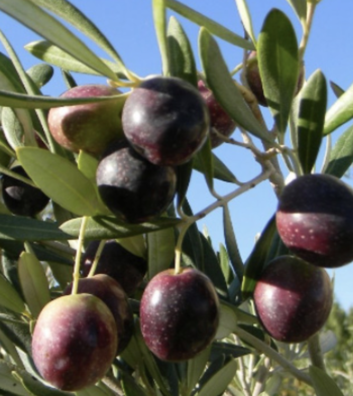 Olive &#39;Manzanillo&#39; - 5g