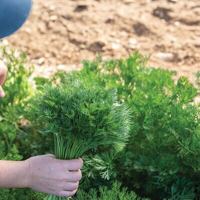 Parsley &#39;Italian Minuette&#39; - 4&quot;