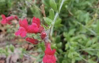 Galvezia speciosa (Island Snapdragon) - 1g