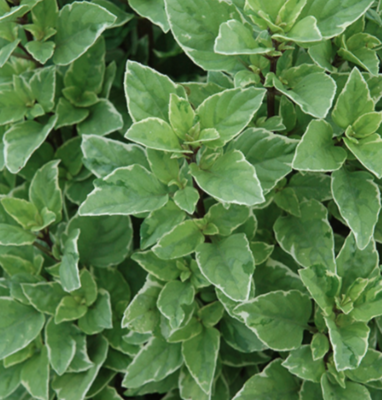 Basil &#39;Greek Columnar&#39; - 4&quot;