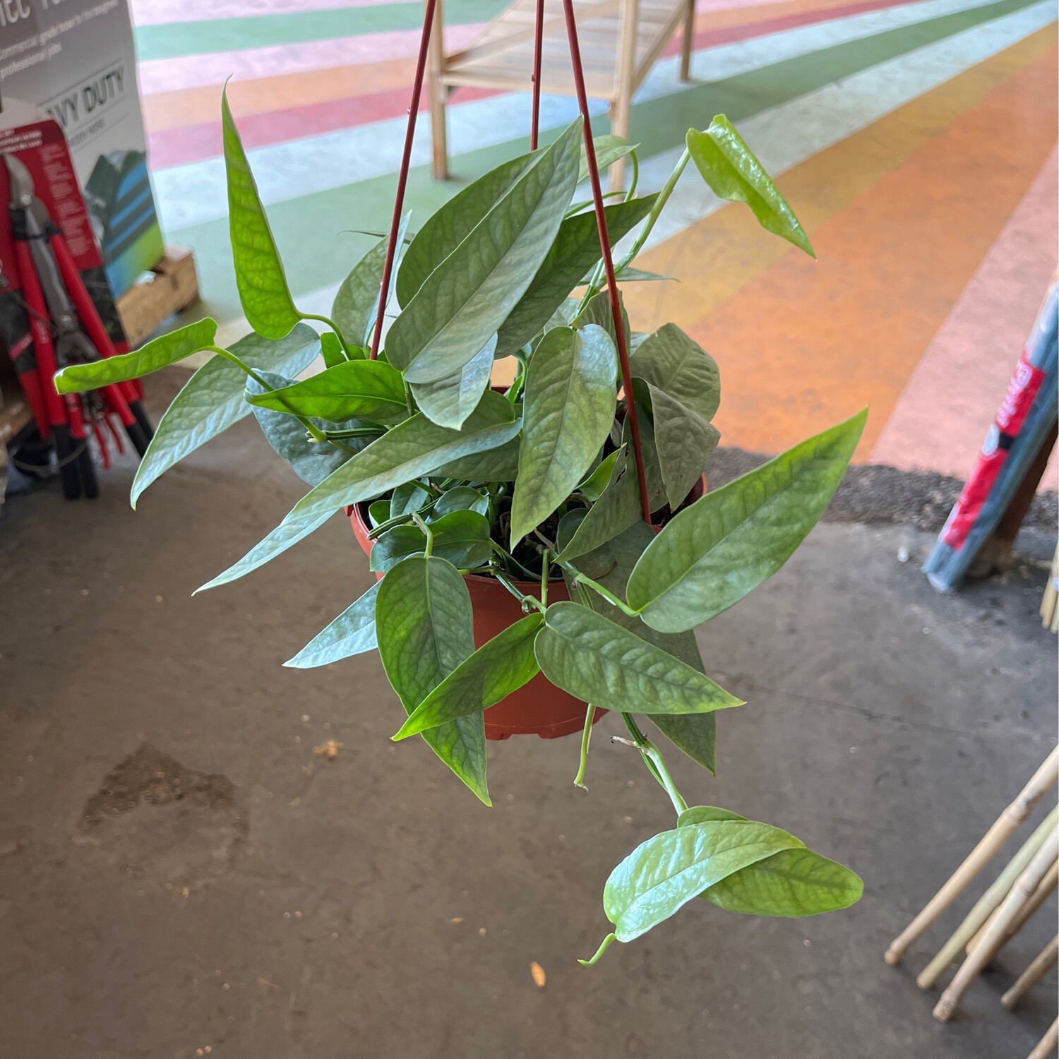 Epipremnum pinnatum &#39;Cebu Blue&#39; (pothos) - 6in