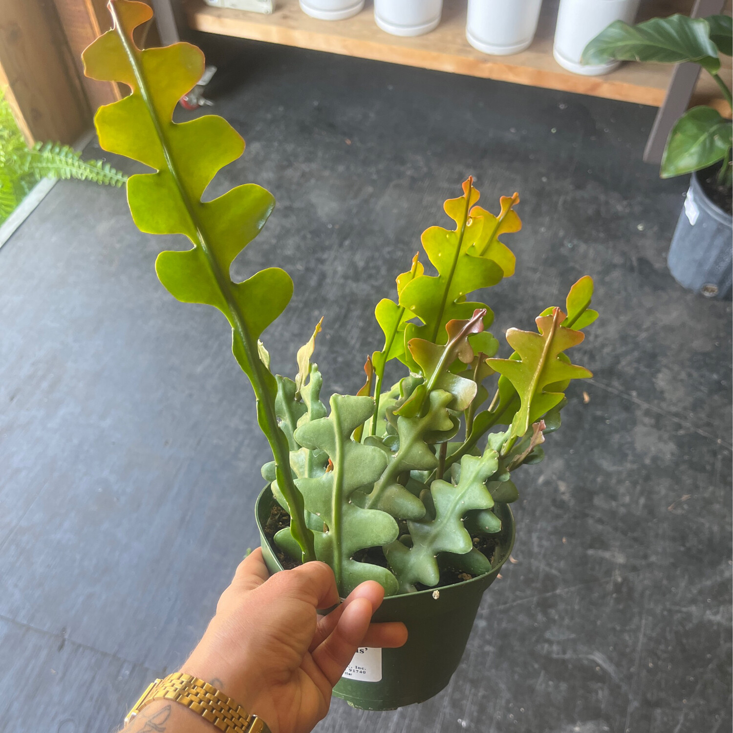 Epiphyllum anguliger &#39;Ric Rac Cactus&#39; - 6&quot;