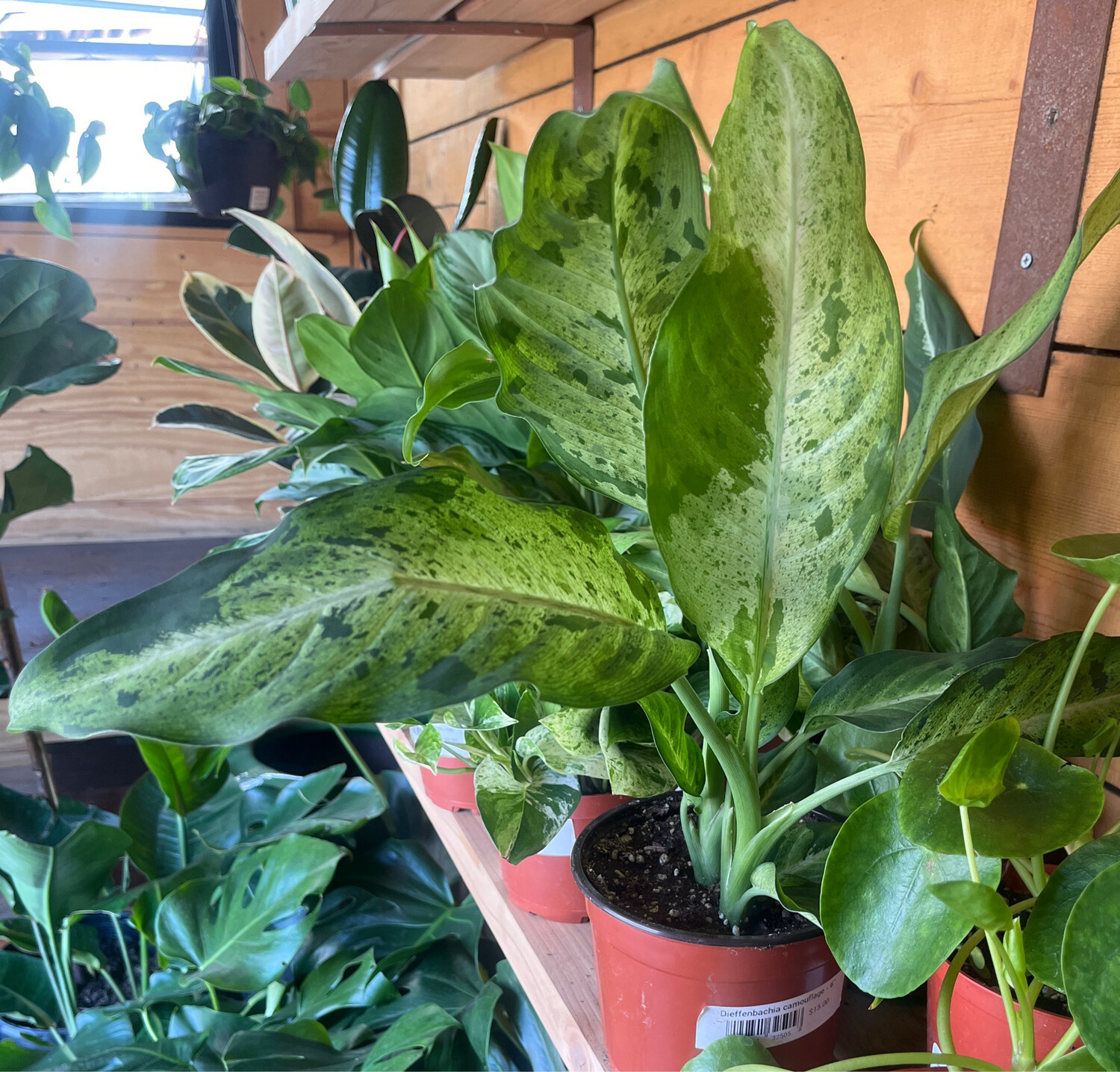 Dieffenbachia camouflage - 6&quot;
