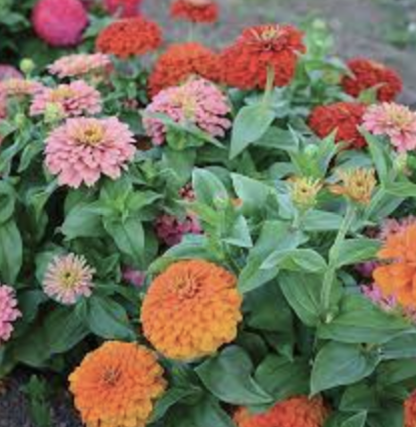Zinnia &#39;Magellan Mix&#39; - 4&quot;
