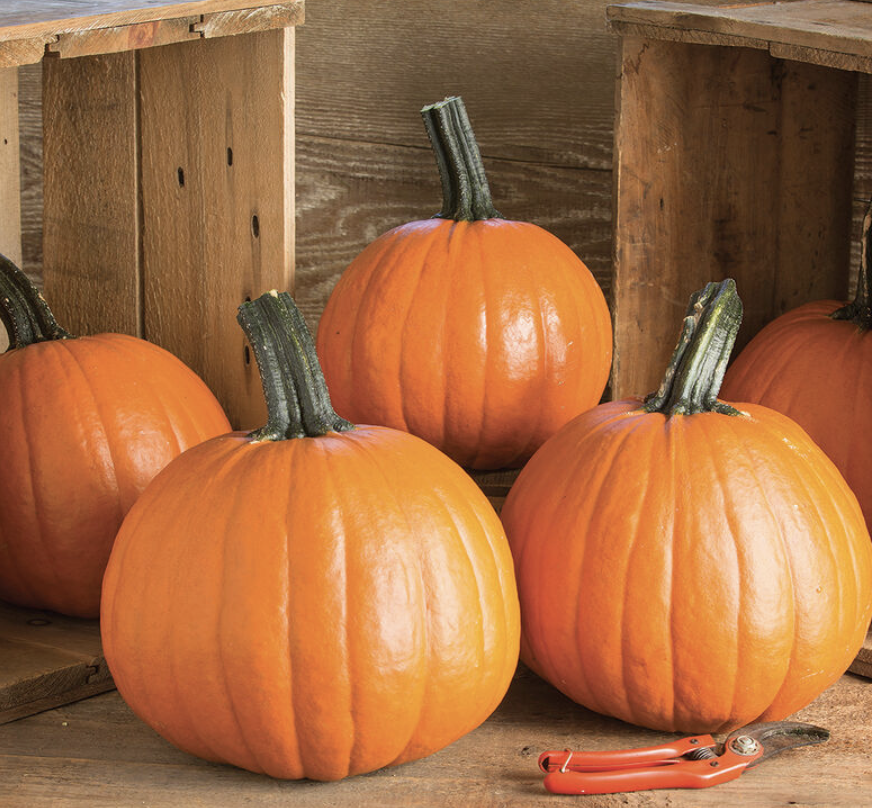 Pumpkin &#39;Gumdrop&#39; - 4&quot;
