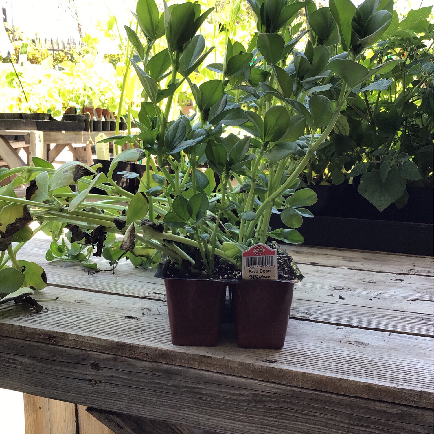 Fava Bean &#39;Windsor&#39; - 6pk