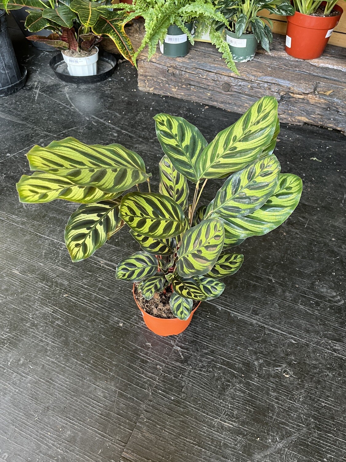 Calathea &#39;Makoyana&#39; - 6&quot;