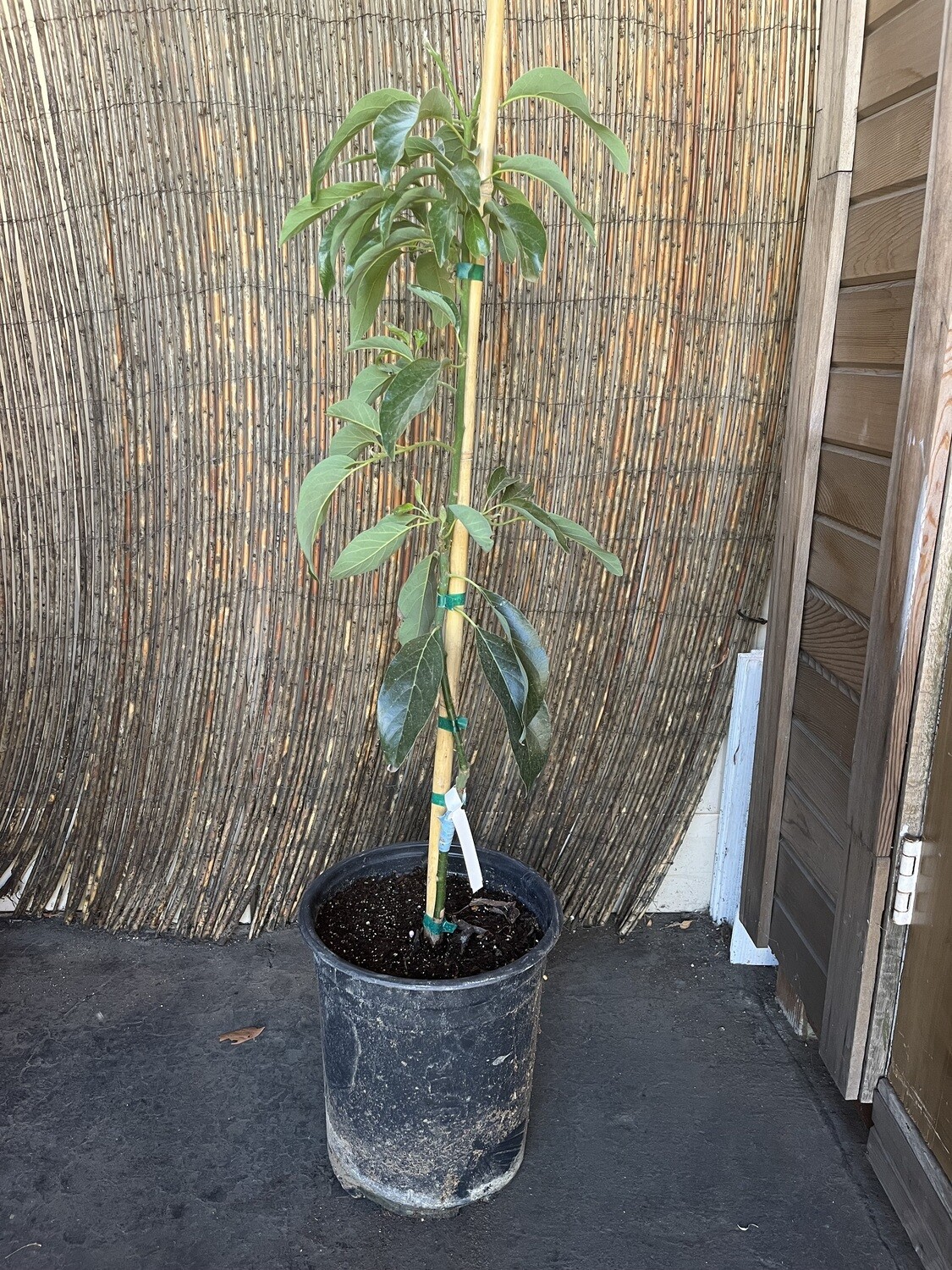Holiday Avocado - 5g