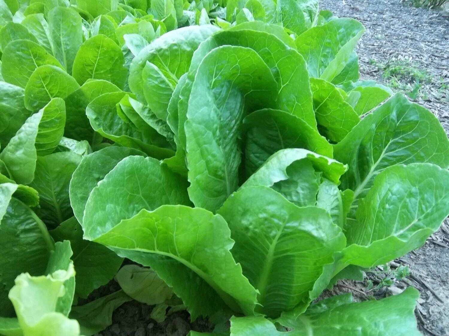Lettuce &#39;Romaine Paris Isle&#39; OG - 4&quot;