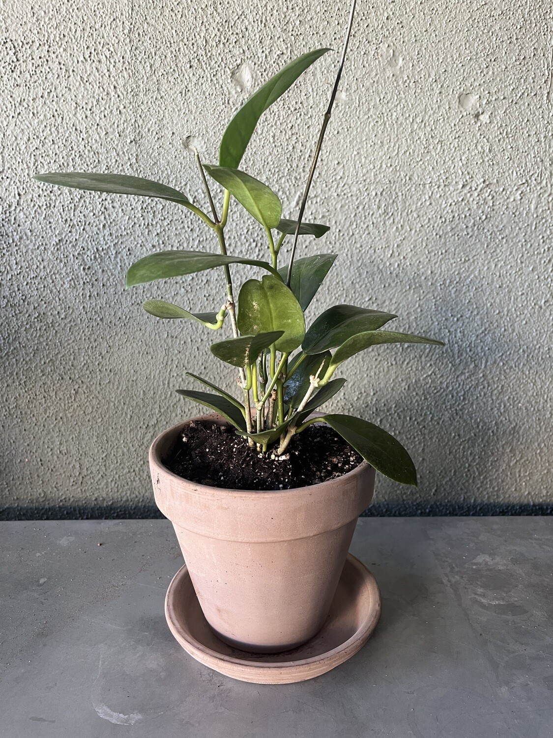 Potted Hoya (Wax Plant) with Saucer- 6&quot;