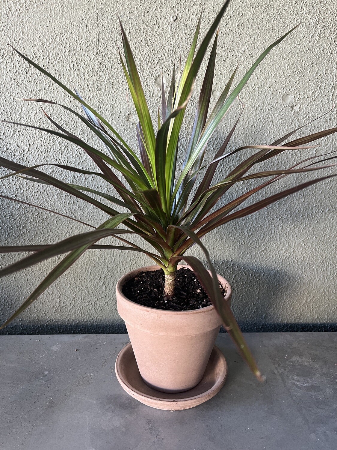 Potted Dracaena with Saucer - 6&quot;
