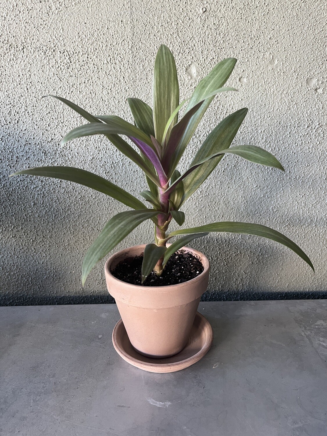 Potted Oyster Plant with Saucer - 6&quot;