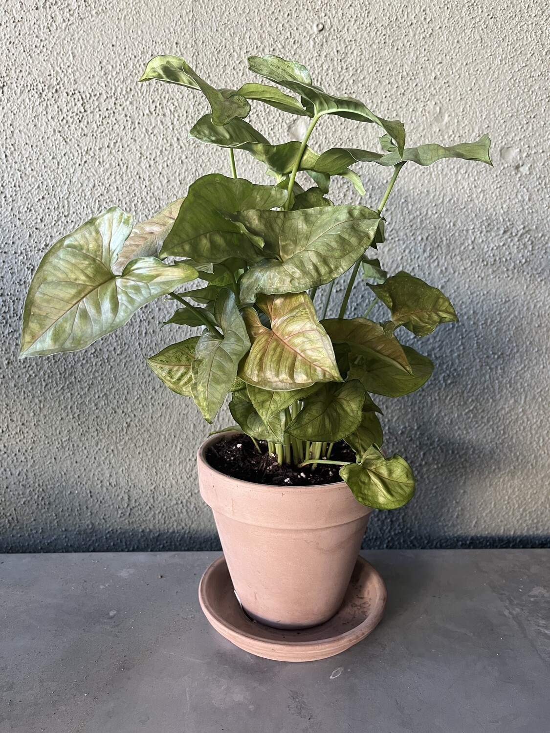 Potted Arrowhead Vine with Saucer - 6&quot;
