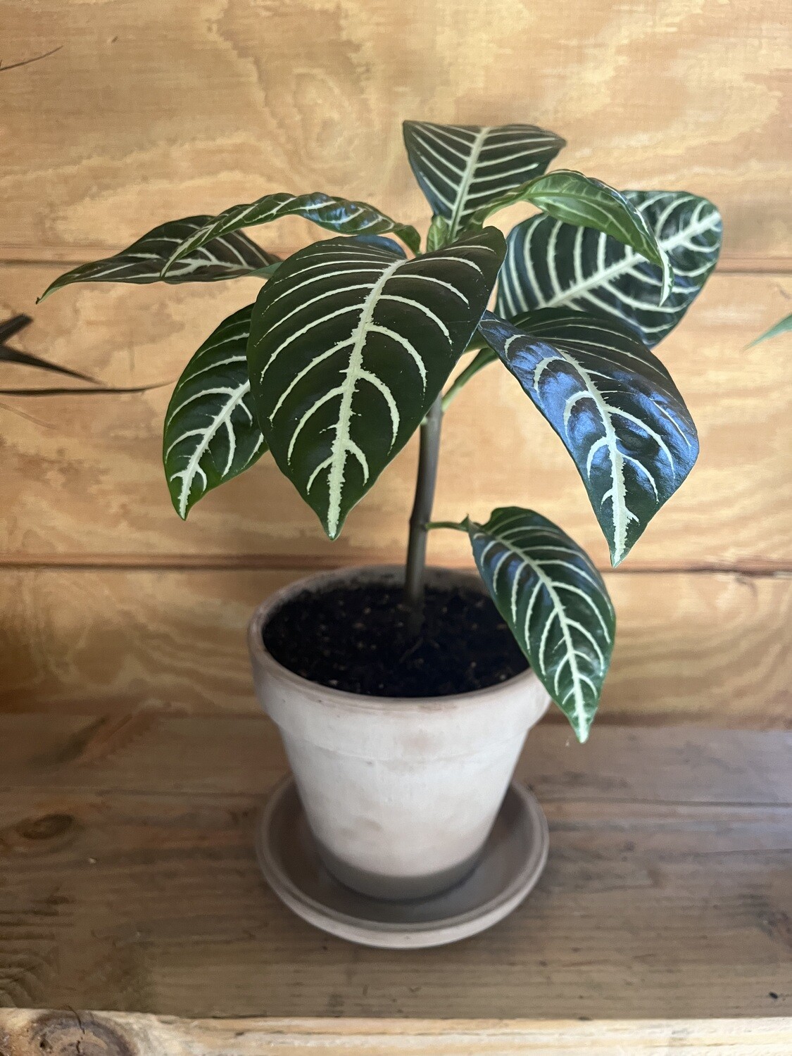 Potted Zebra Plant with Saucer - 6&quot;