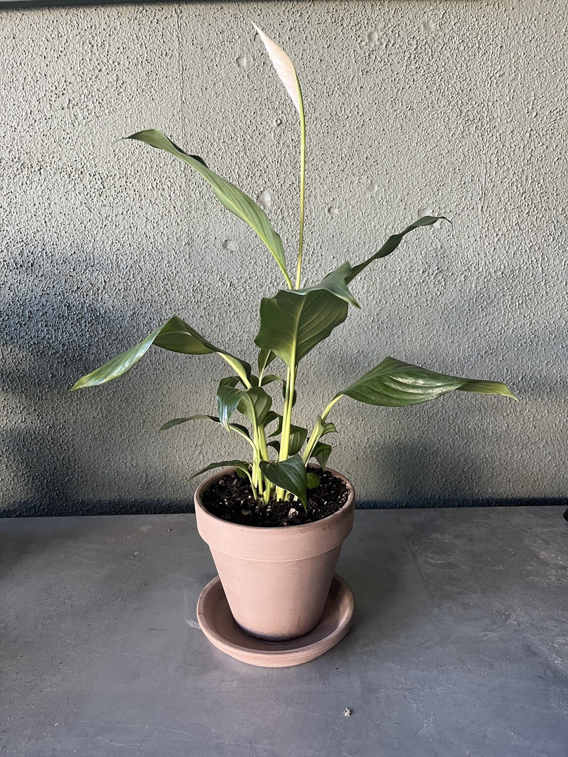 Potted Peace Lily with Saucer - 6&quot;