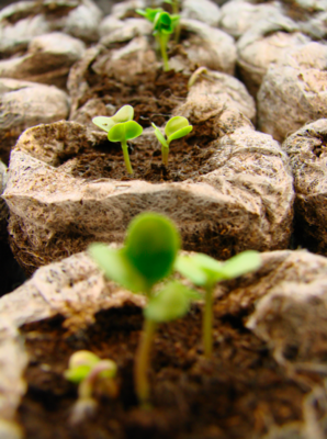 Seed Supplies