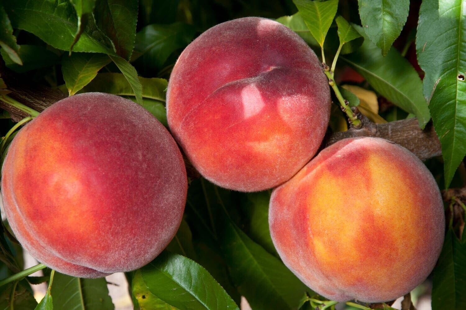 Peach &#39;Eva&#39;s Pride&#39; - Bare Root