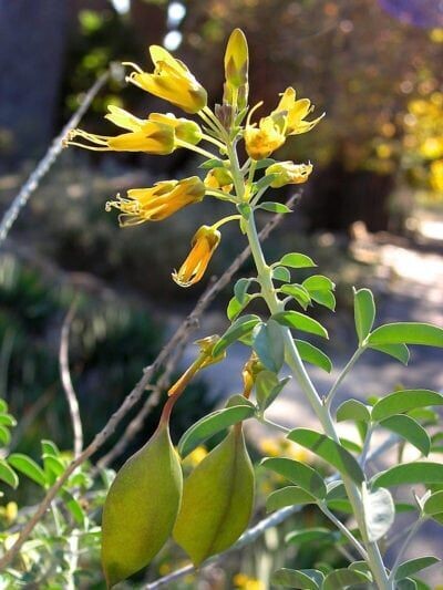 Isomeris arborea (Bladderpod) - 1g