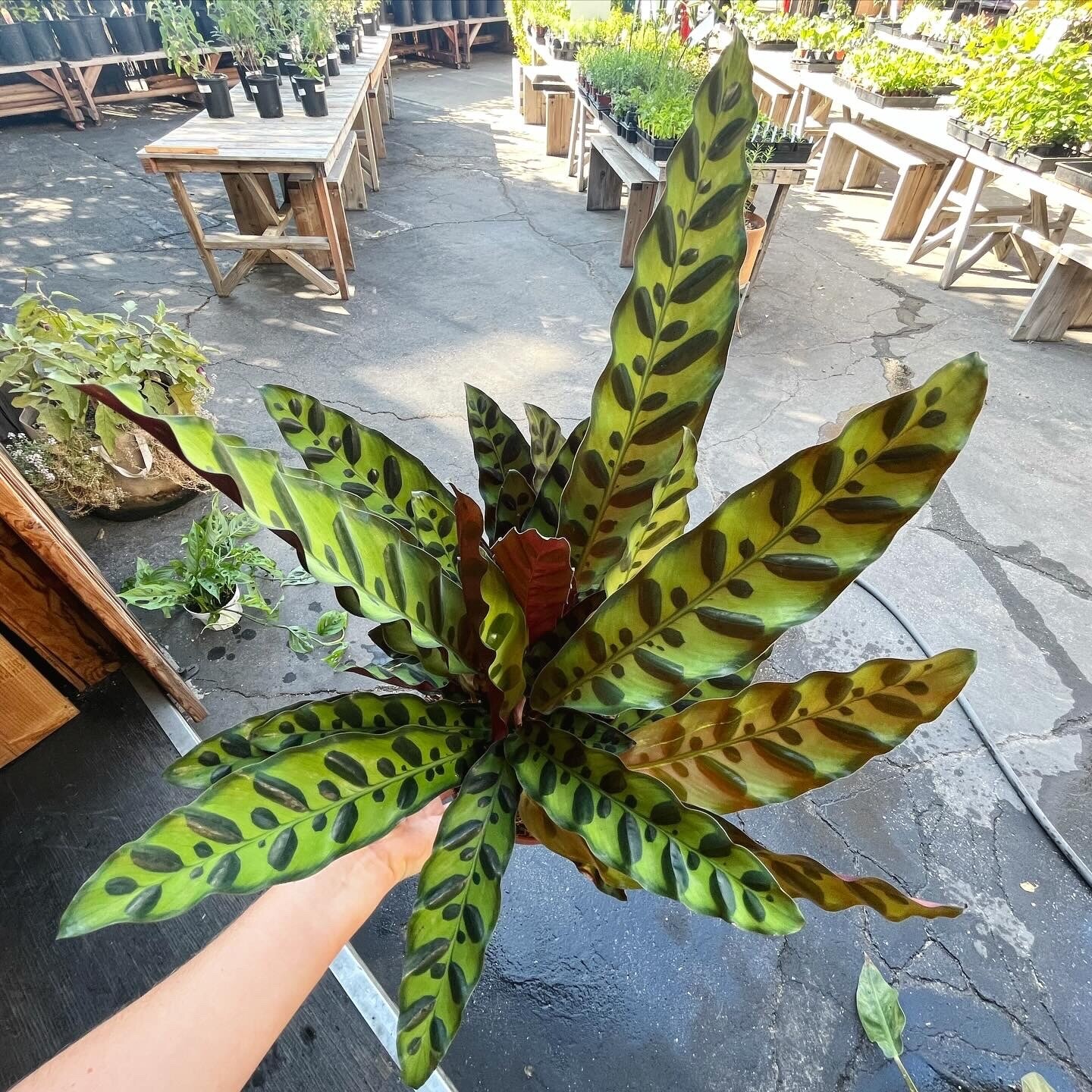 Calathea lancifolia (Rattlesnake) - 6&quot;
