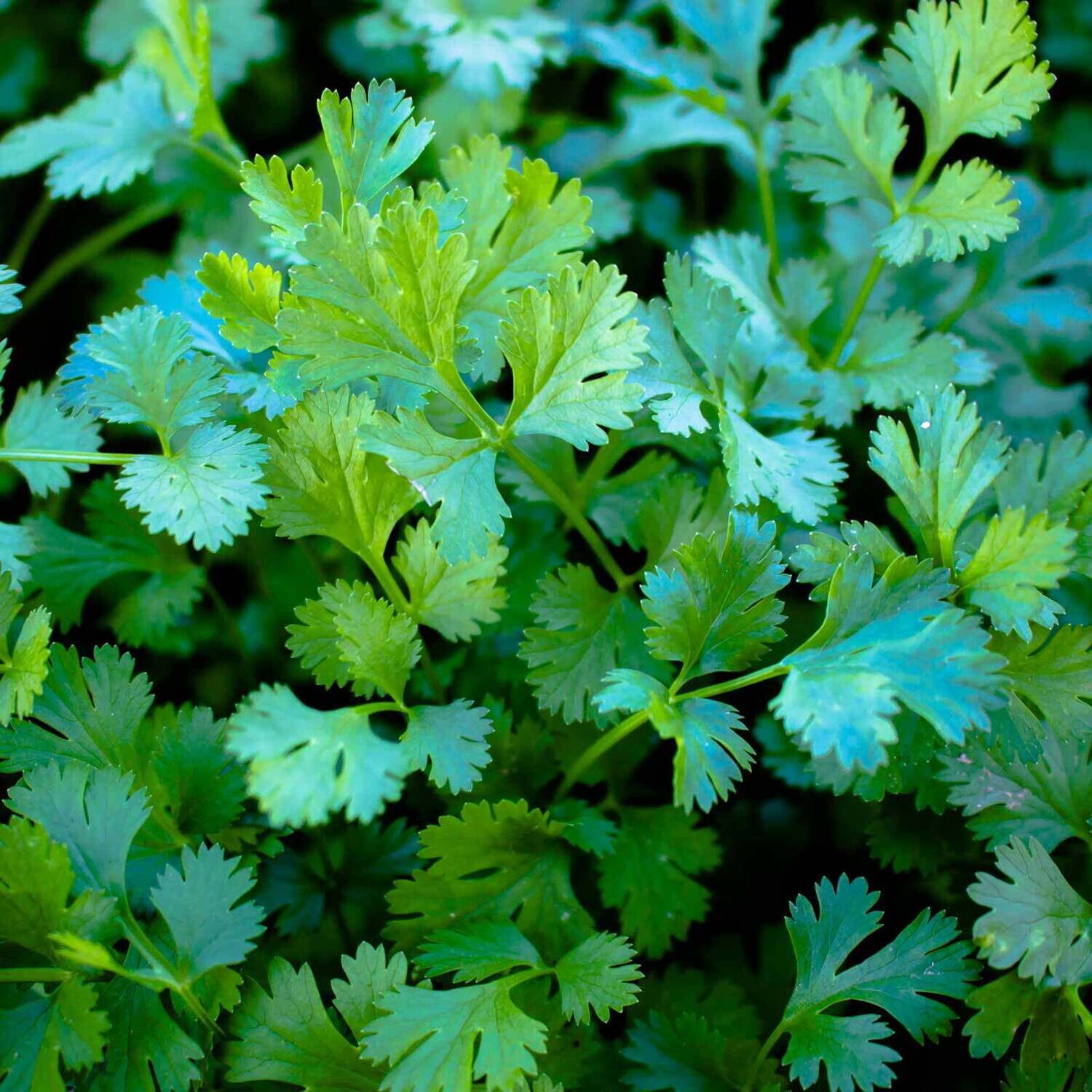 Cilantro &#39;Slow Bolt&#39; - 6 pk