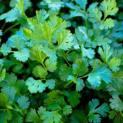 Cilantro &#39;Slow Bolt&#39; - 6 pk