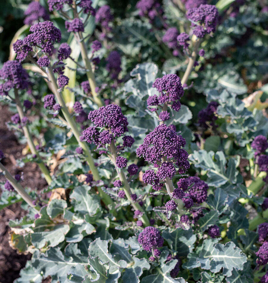 Baby Broccoli &#39;Santee&#39; - 6pk