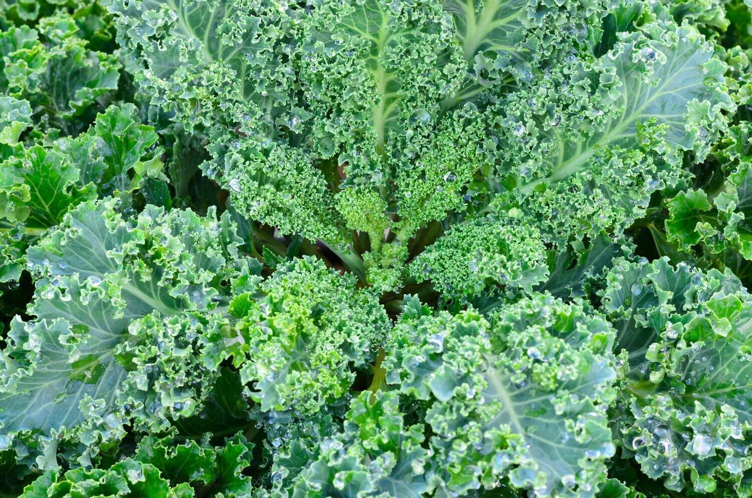 Kale &#39;Dwarf Blue Curled Vates&#39; - 6pk