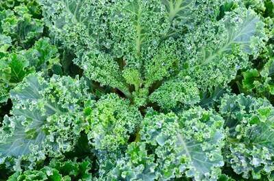 Kale 'Dwarf Blue Curled Vates' - 6pk