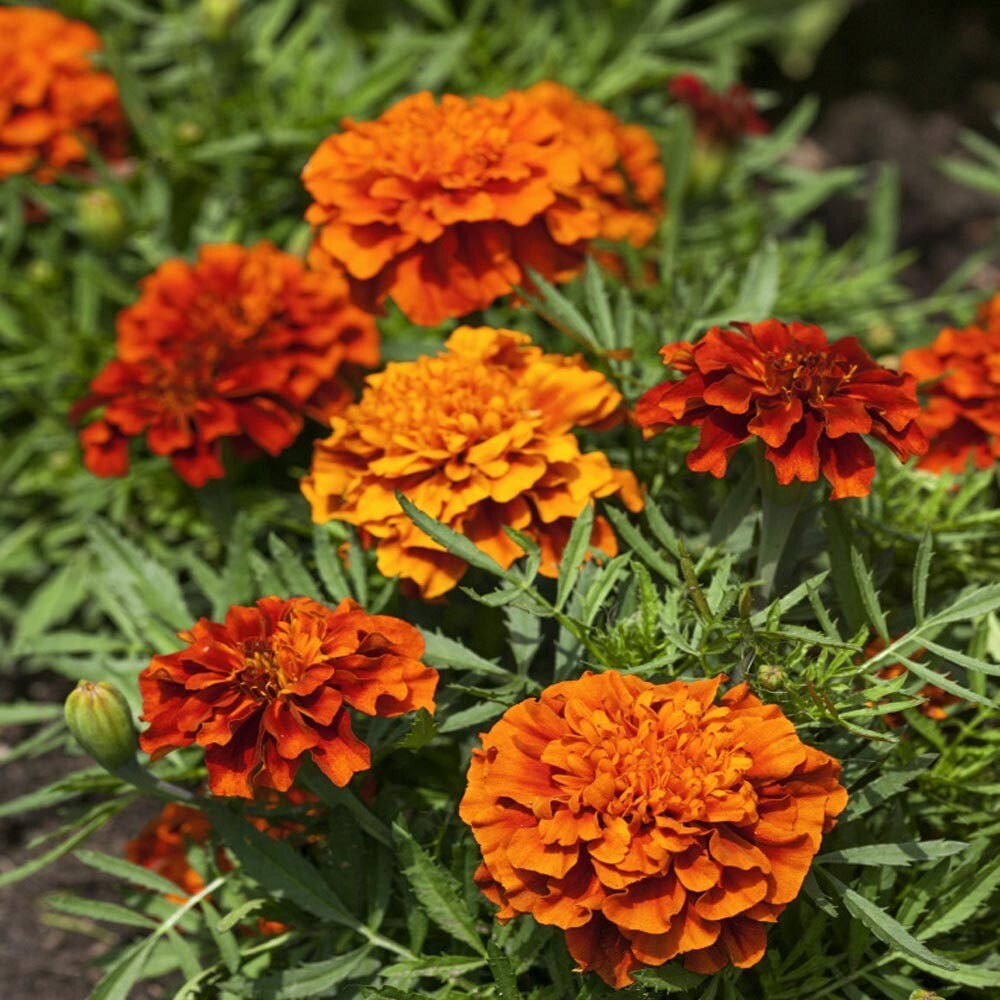 Marigold &#39;Fireball&#39; - 1g