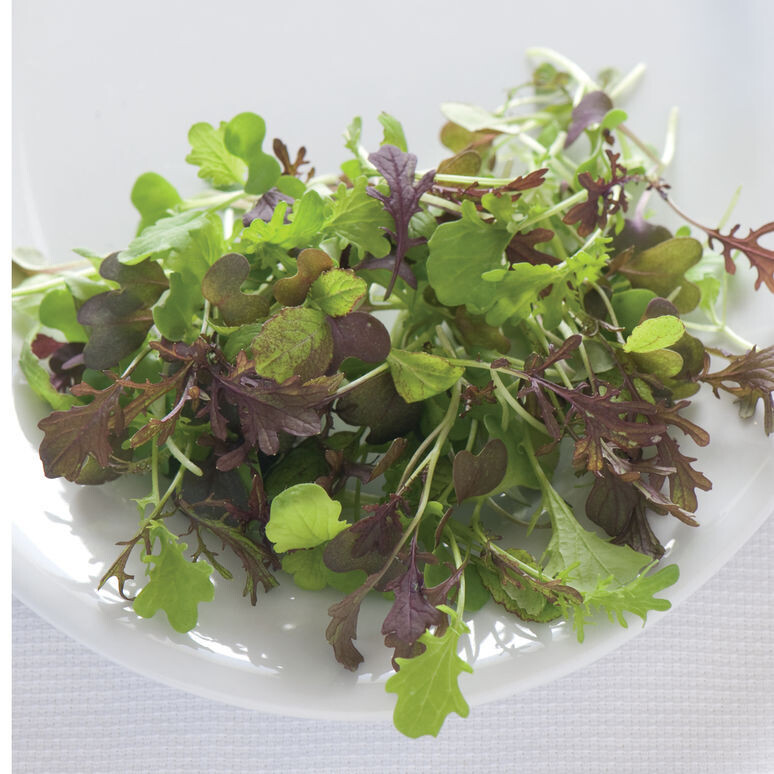 Micro Greens &#39;Spicy Mix&#39; - 6pk