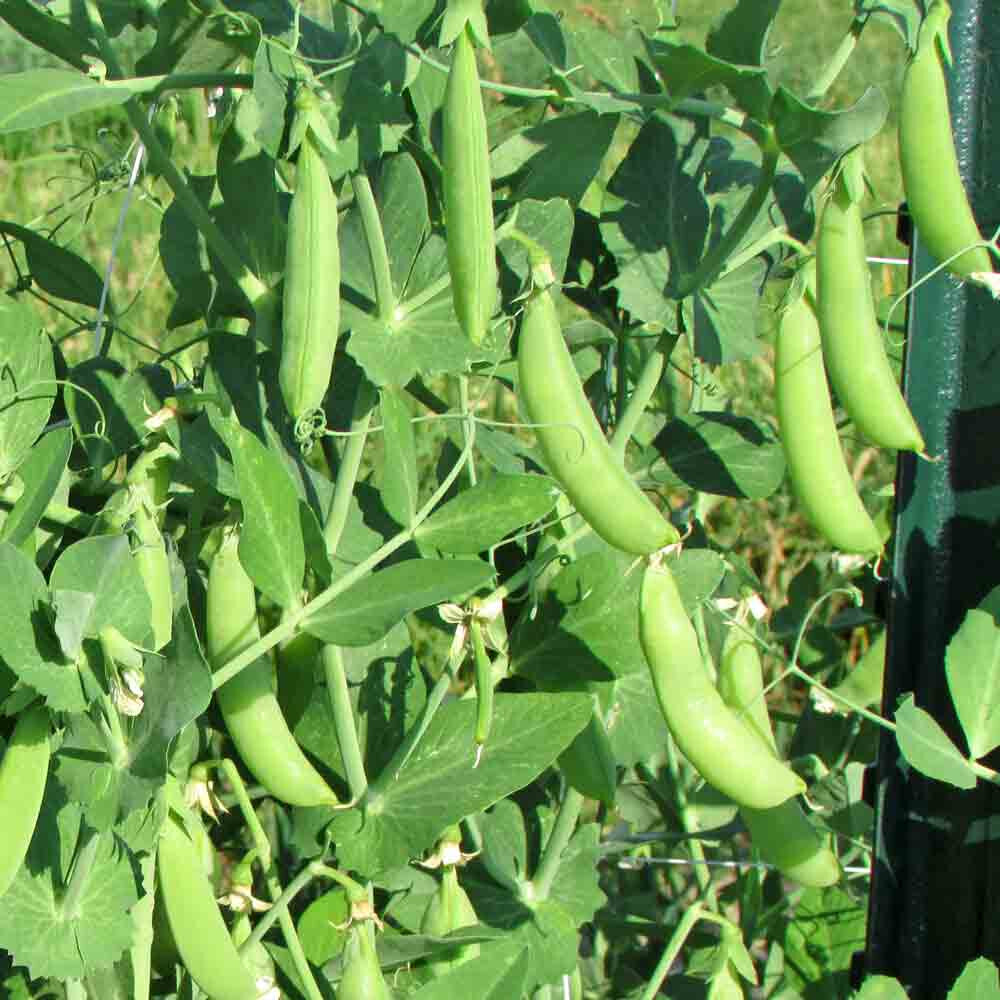 Snap Pea &#39;Sugar Ann&#39; OG - 6pk