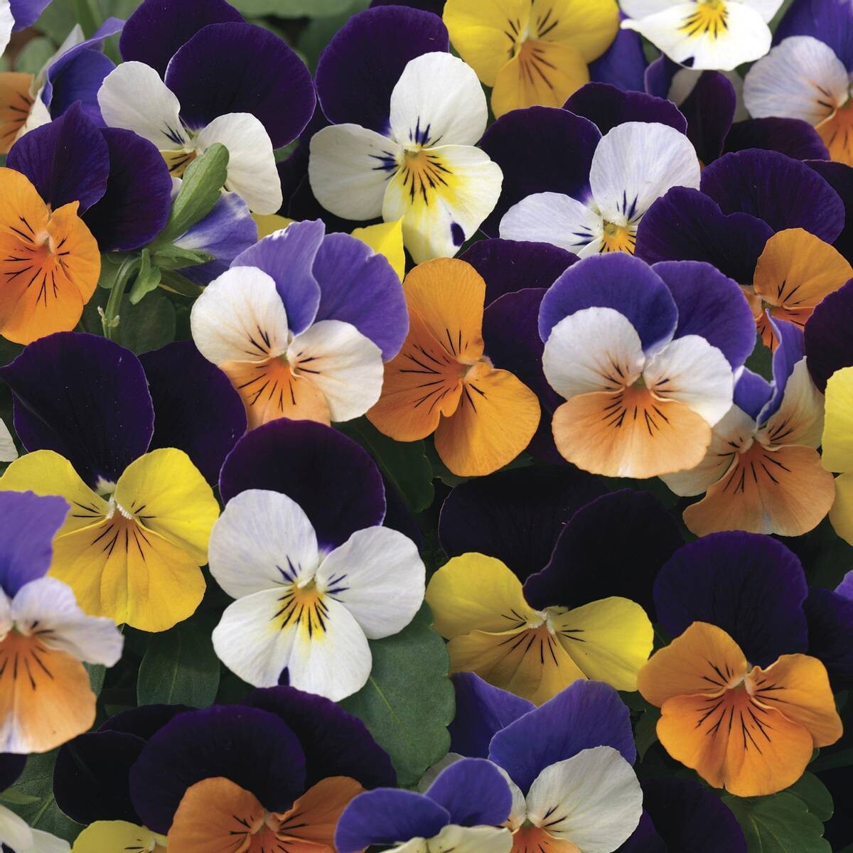 Viola &#39;Penny Jump Up Mix&#39; - 6pk
