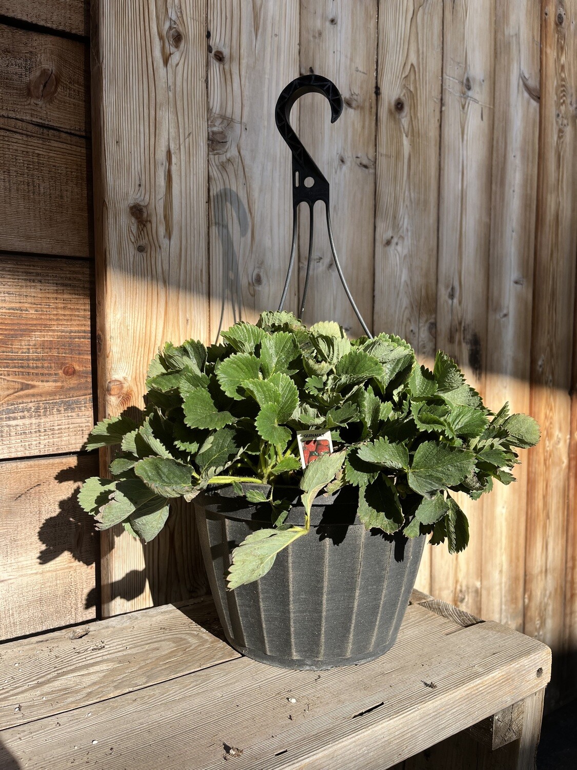 Strawberry &#39;Quinault&#39; - 10&quot; Hanging