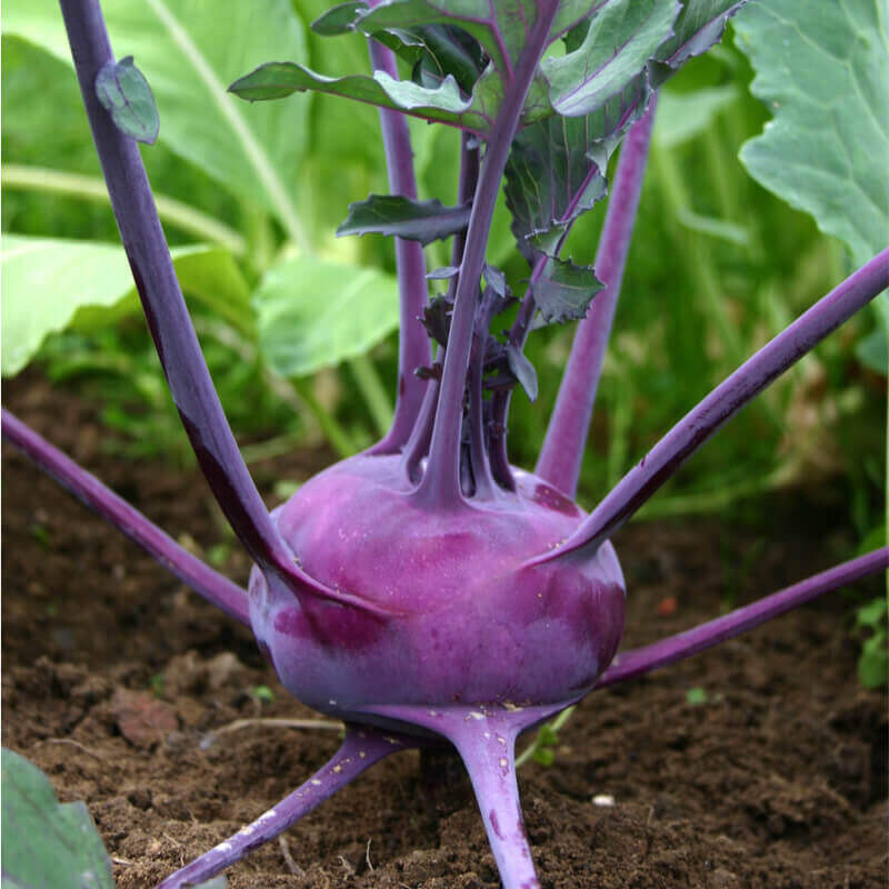 Kohlrabi &#39;Purple Splendor&#39; - 6pk