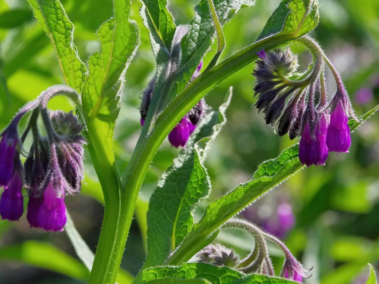 Comfrey (Symphytum officinale) - 3&quot;