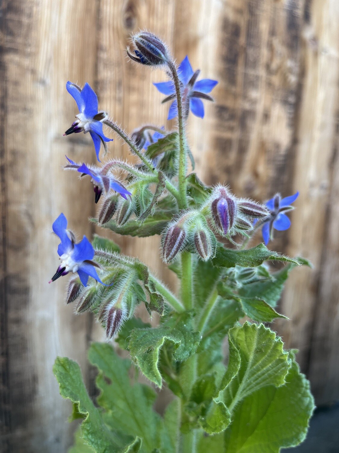 Borage (Borago officinalis) - 1g