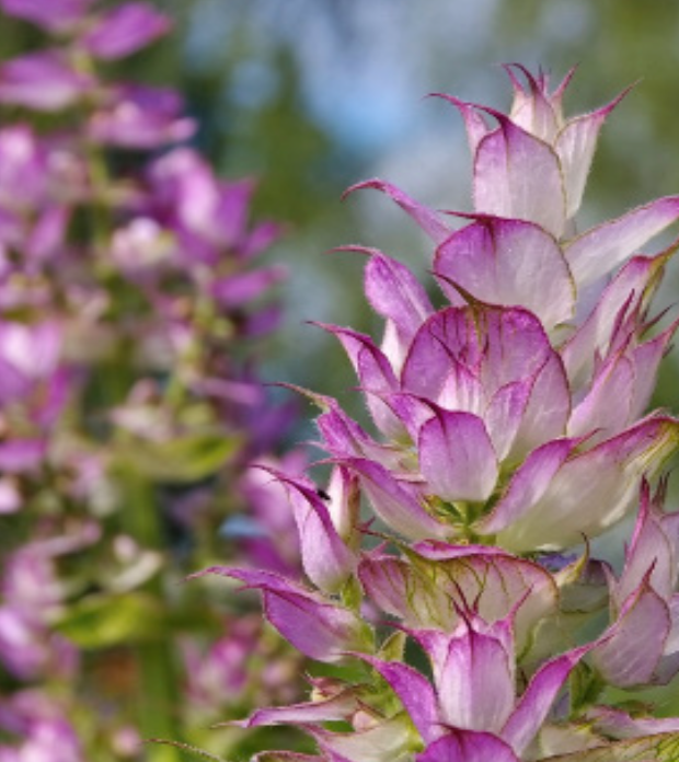 Clary Sage (Salvia sclarea) - 1g