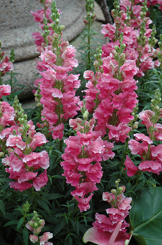 Snapdragon &#39;Liberty Classic Rose Pink&#39; - 6pk