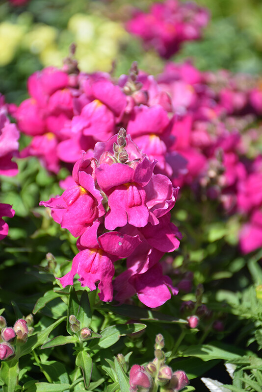 Snapdragon &#39;Snapshot Purple&#39; - 6pk