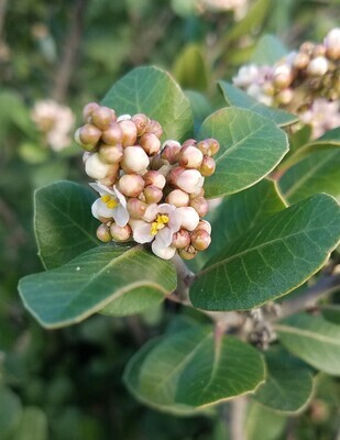 Rhus integrifolia (Lemonadeberry) - 1g