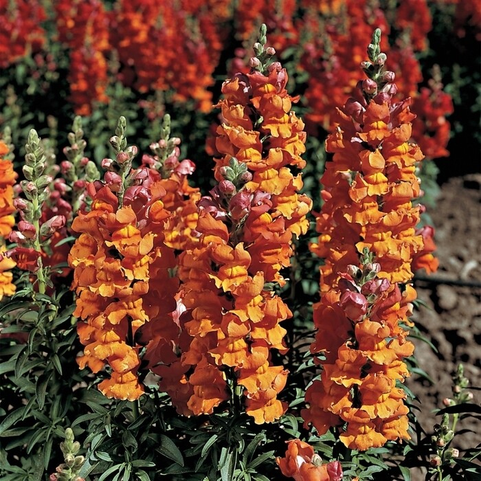 Snapdragon &#39;Liberty Bronze&#39; - 6pk