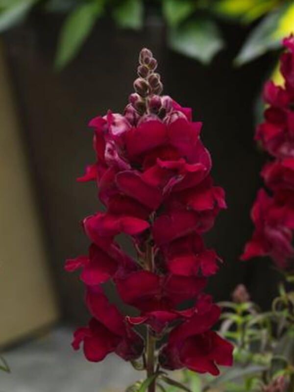 Snapdragon &#39;Sonnet Crimson&#39; - 4&quot;