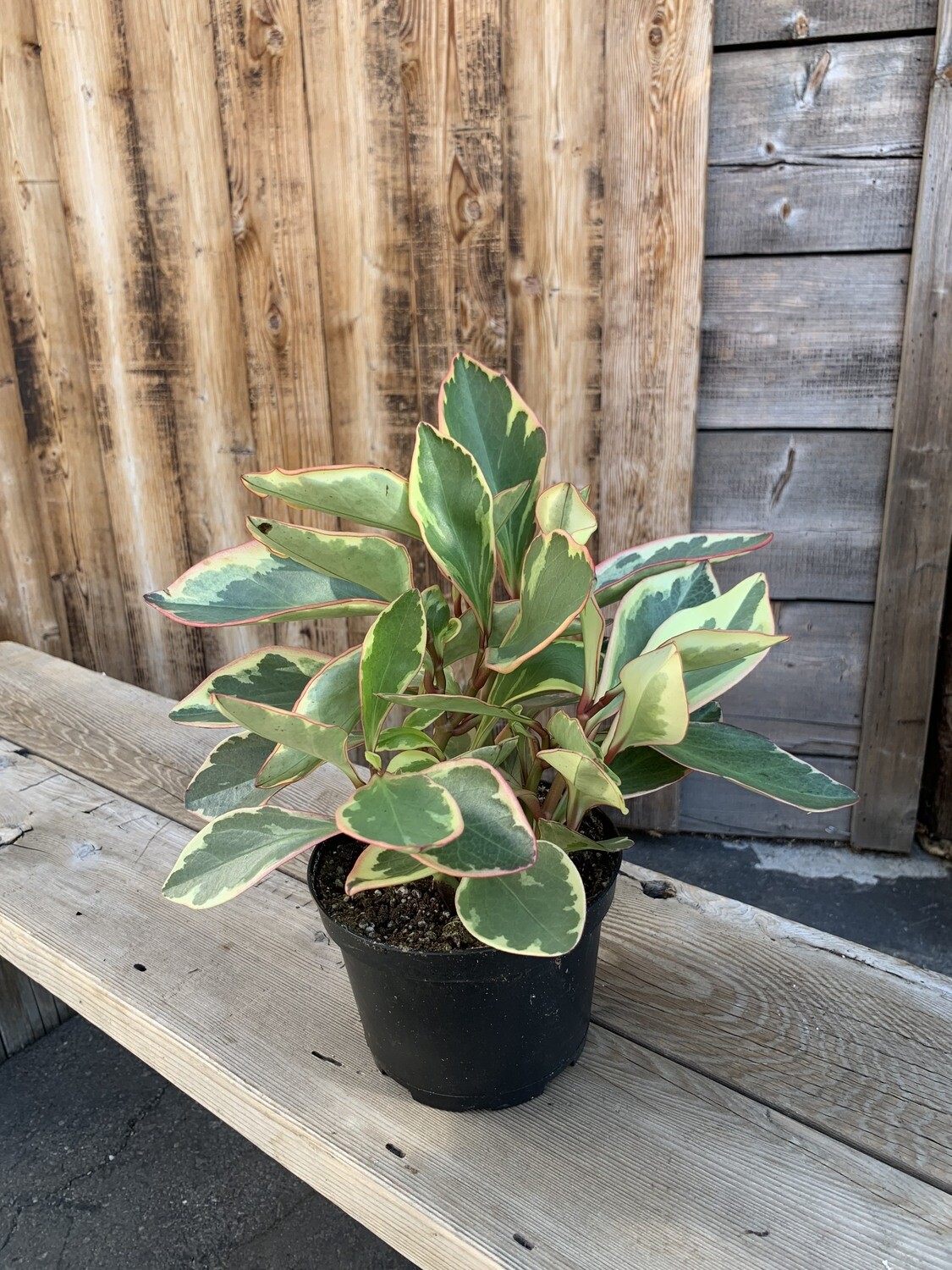 Peperomia &#39;Ginny&#39; - 6&quot;