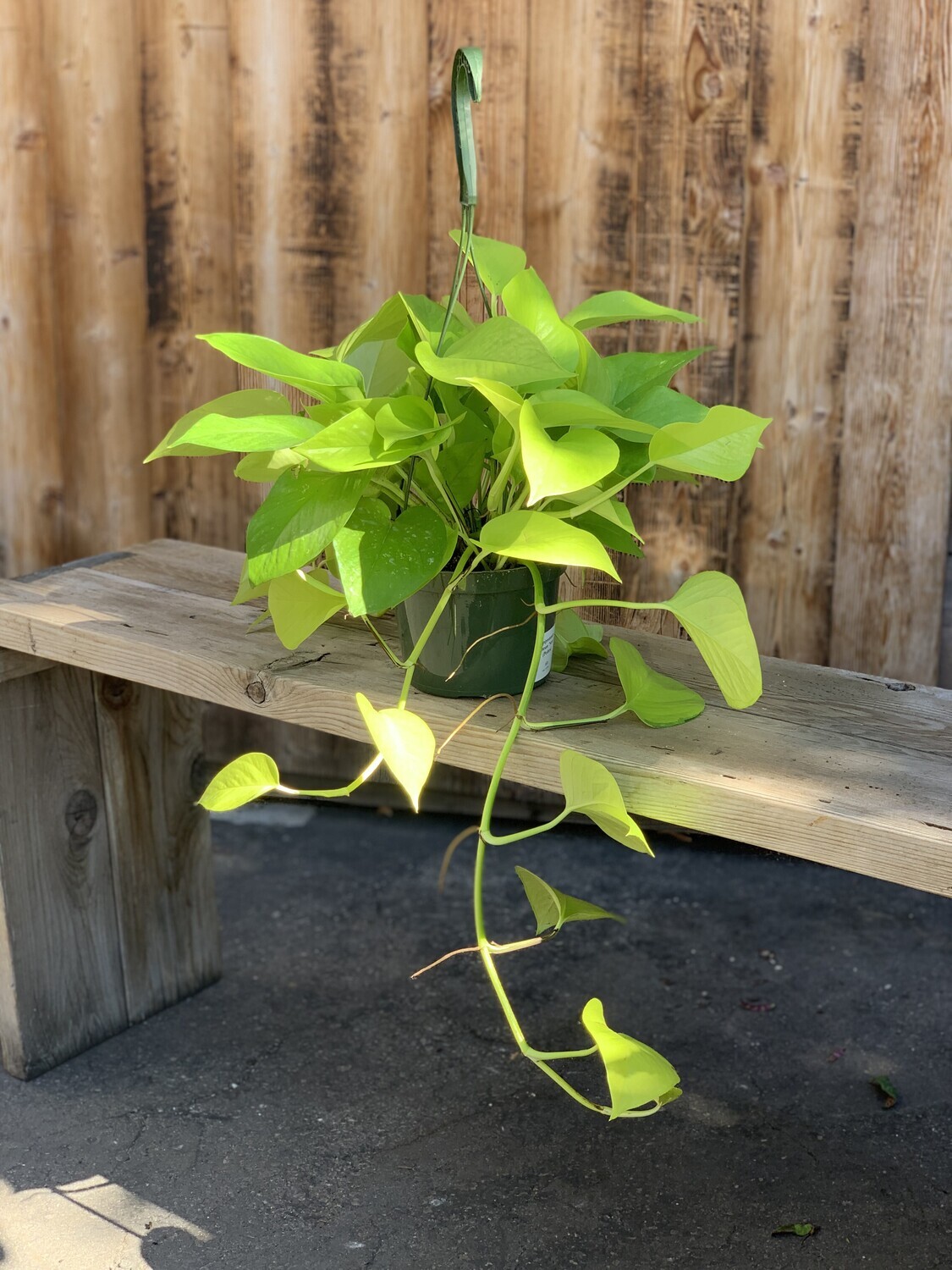 Epipremnum aureum &#39;Neon&#39; (Pothos) - 6&quot;