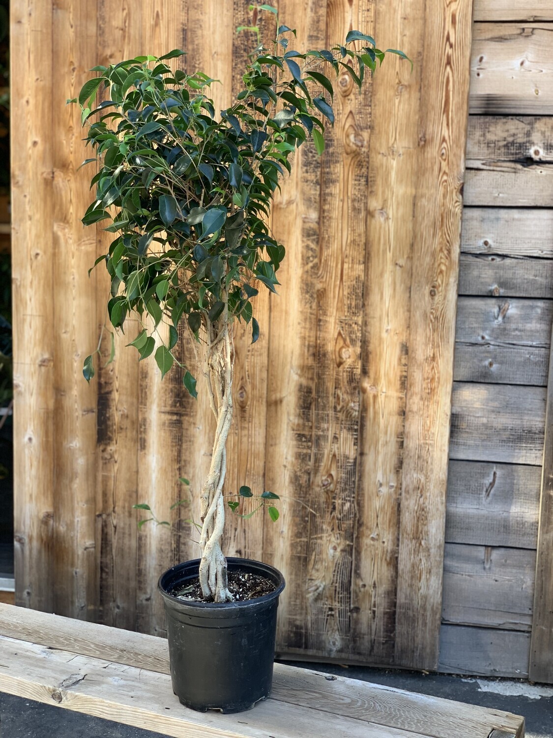 Ficus benjamina (Weeping Fig) - 10&quot;