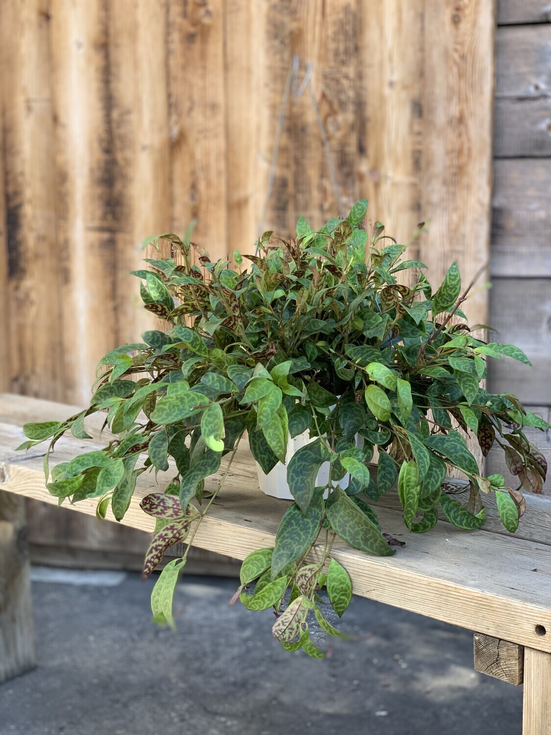 Aeschynanthus &#39;Black Pagoda&#39; (Lipstick Plant) - 6&quot;